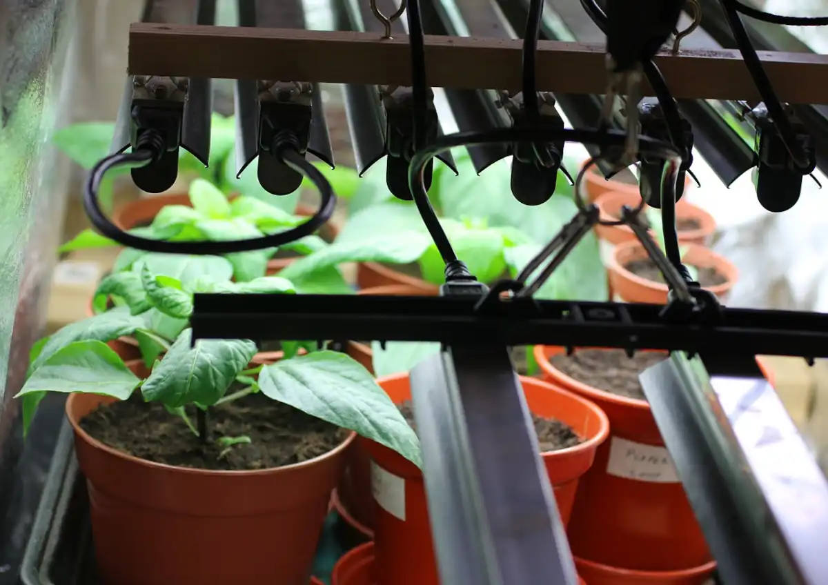 Growshop mit TOP-Sortiment 2 grow lights