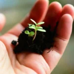 growshop fuer wachstum